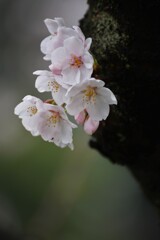 桜ブラ