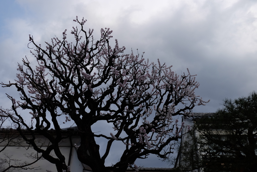 春樹