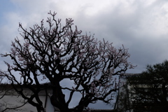 春樹