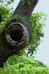 鳥の巣
