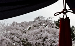 醍醐寺の櫻