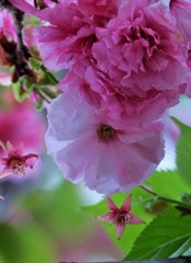 ’１８桜