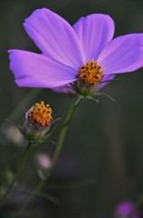 秋桜哀歌ー花弁