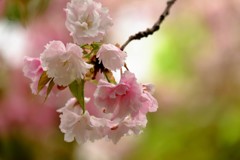 ’１８桜
