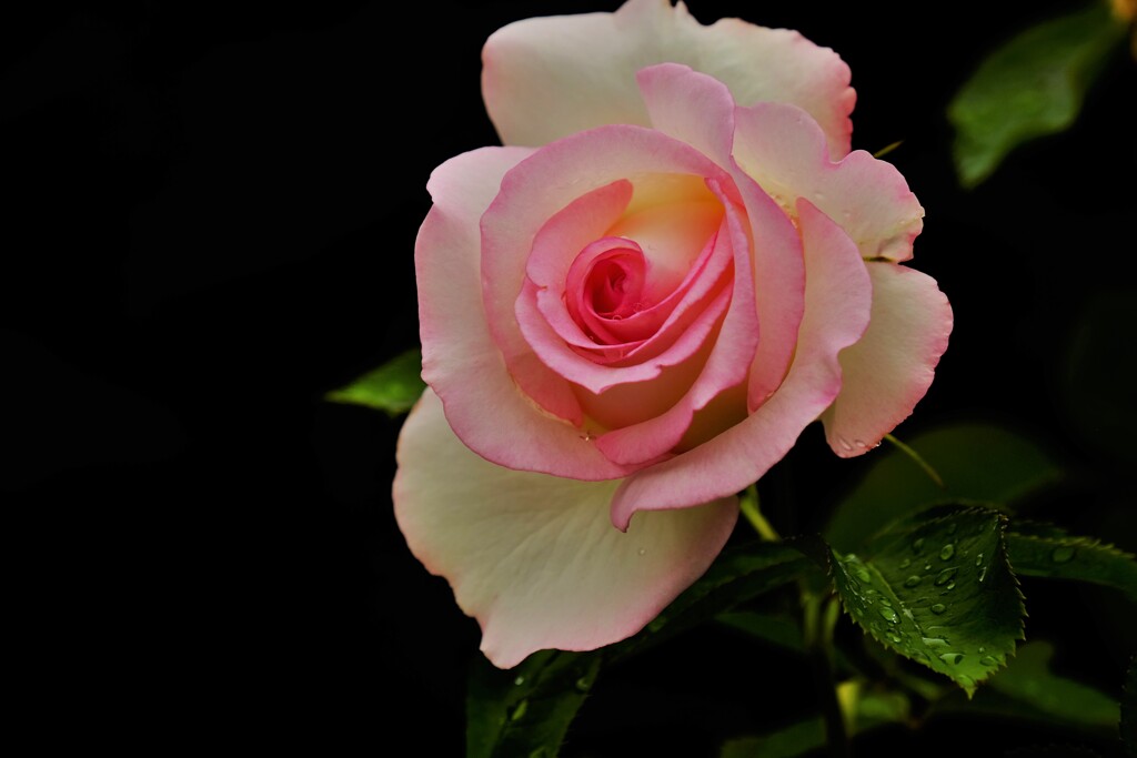 美薔薇