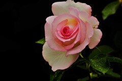 美薔薇