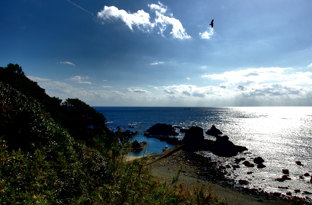 海岸に飛ぶ