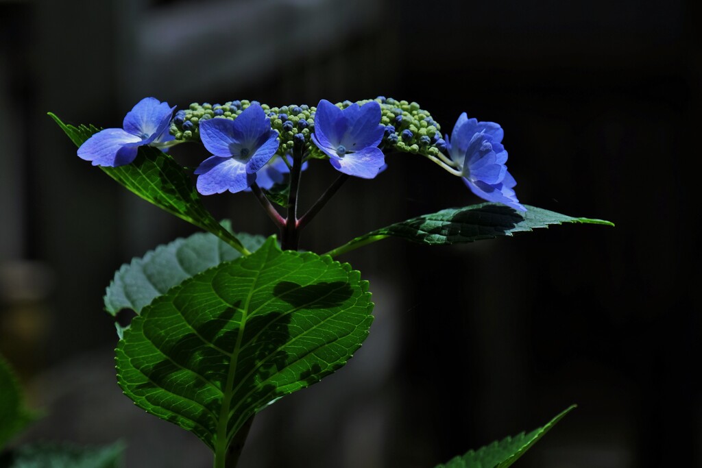 花影