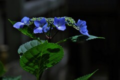 花影