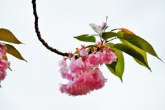 ’１８桜