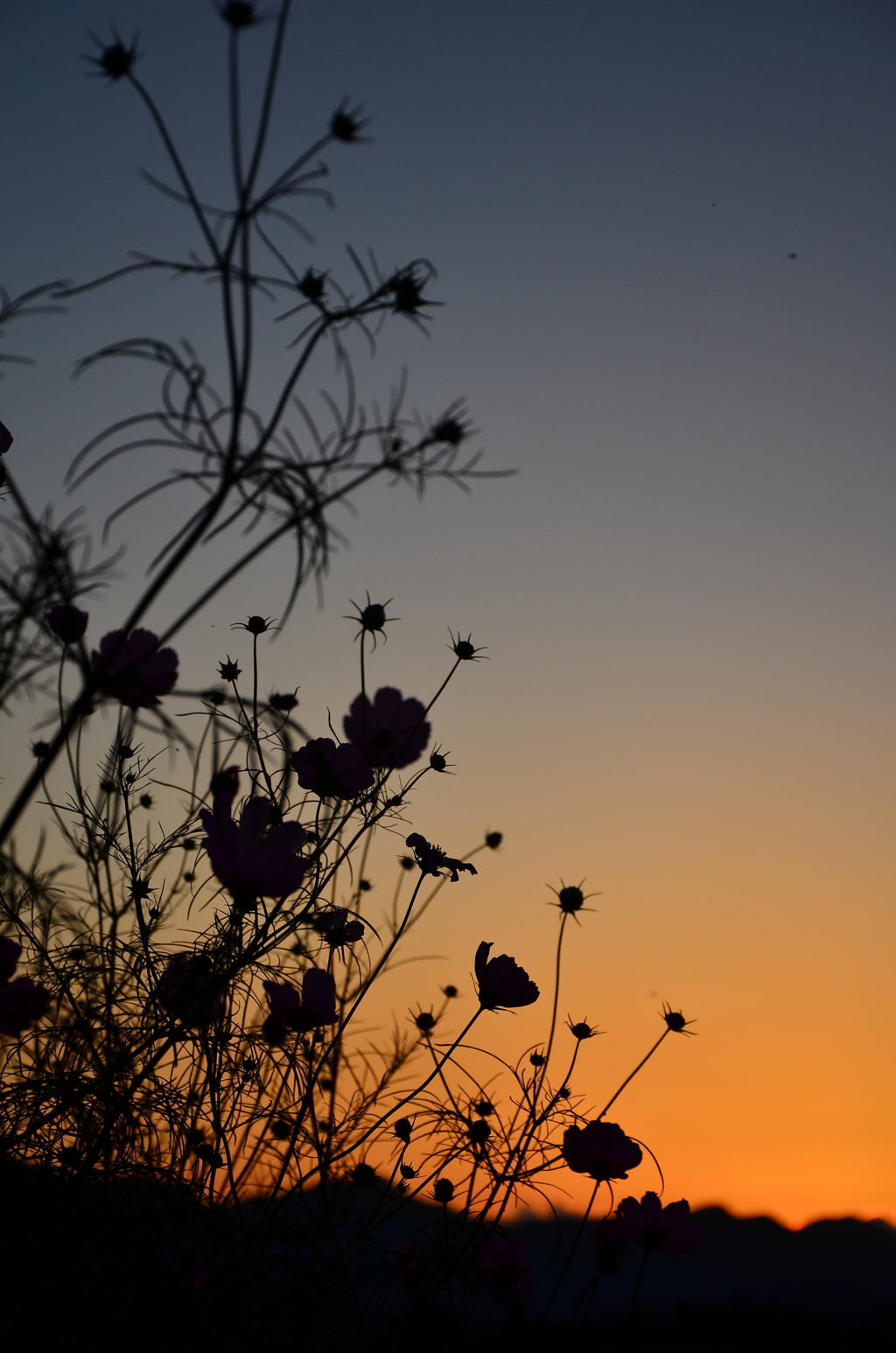 秋桜哀歌ー夕暮れ