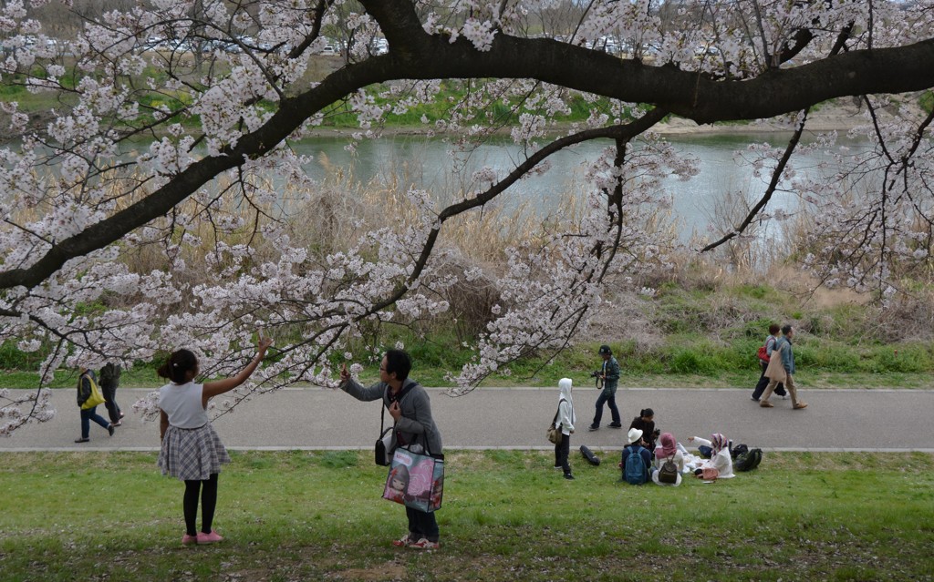 私は桜、僕は君