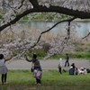 私は桜、僕は君