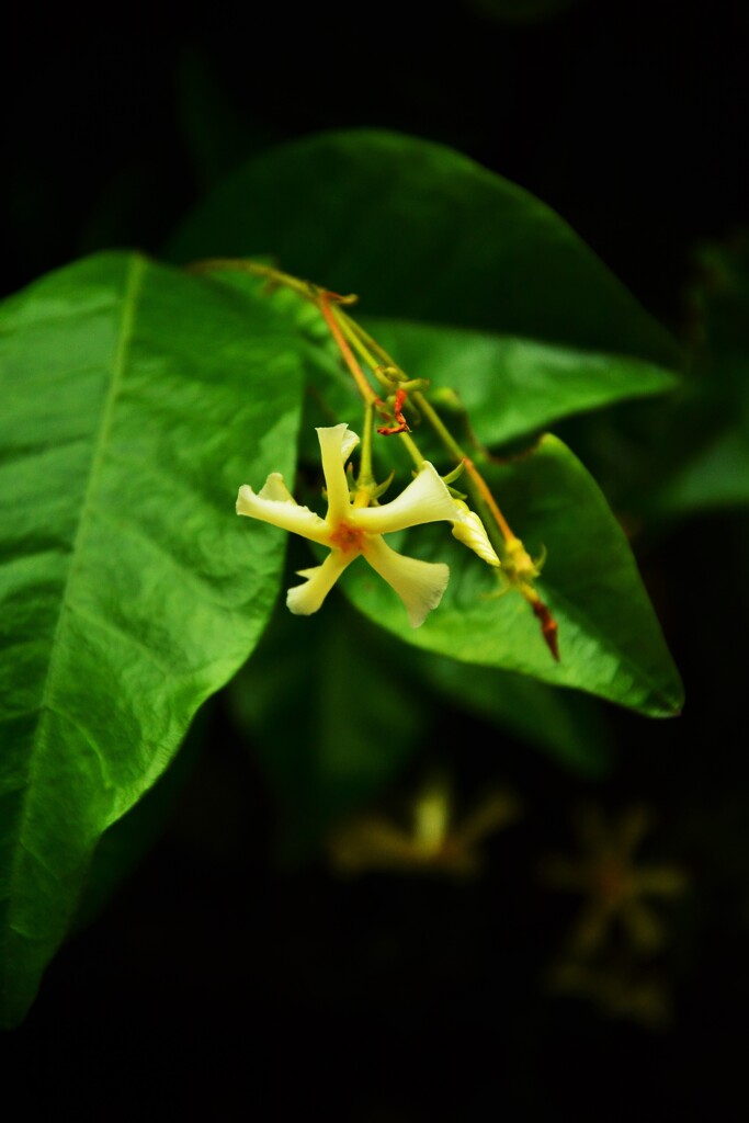 珍花