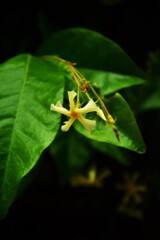 珍花