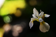 飛翔花