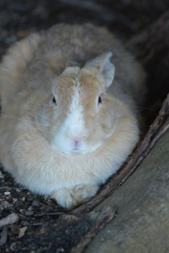 うさぎ島にて（七）