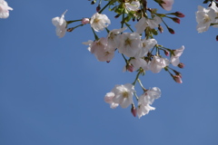青に桜