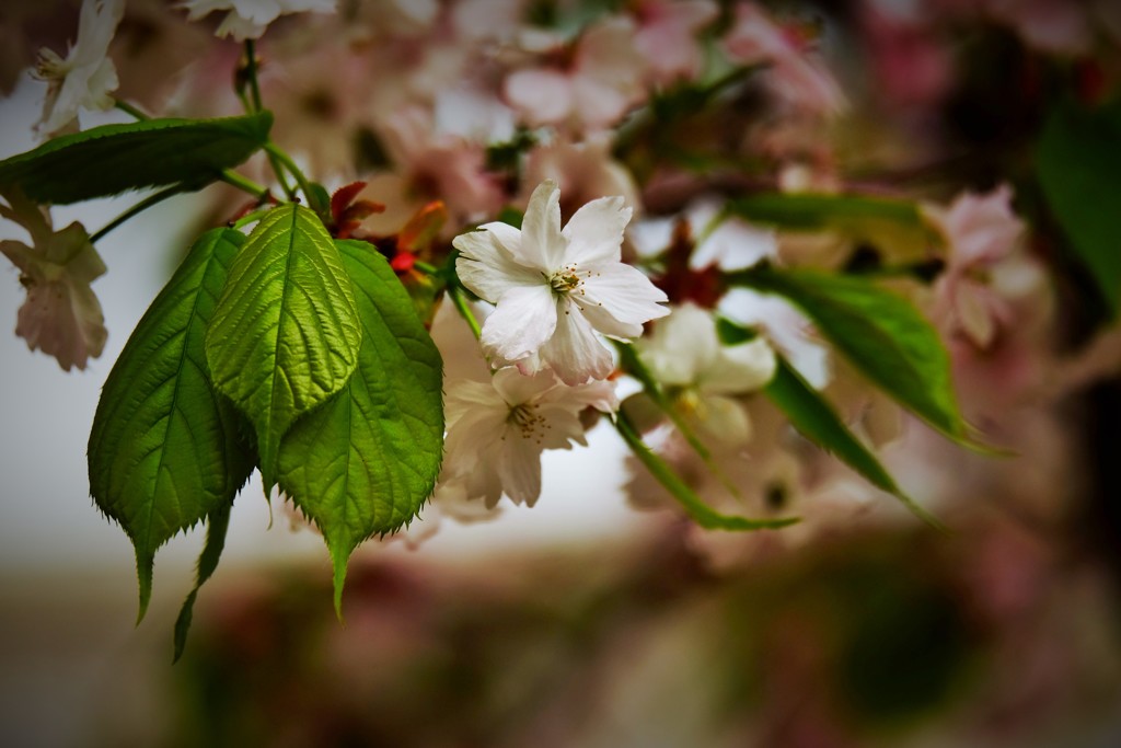 ’１８桜