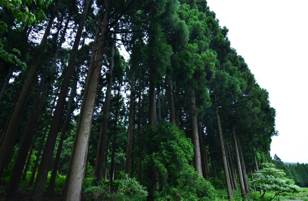 樹林帯