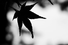 秋想う