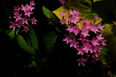 路傍の花