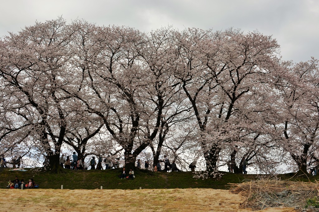 背割桜