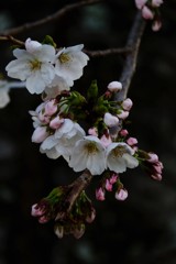 我先に