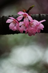 鮮桜