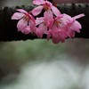 鮮桜