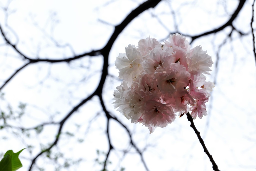 終い桜