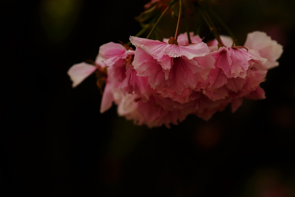 ’１８桜