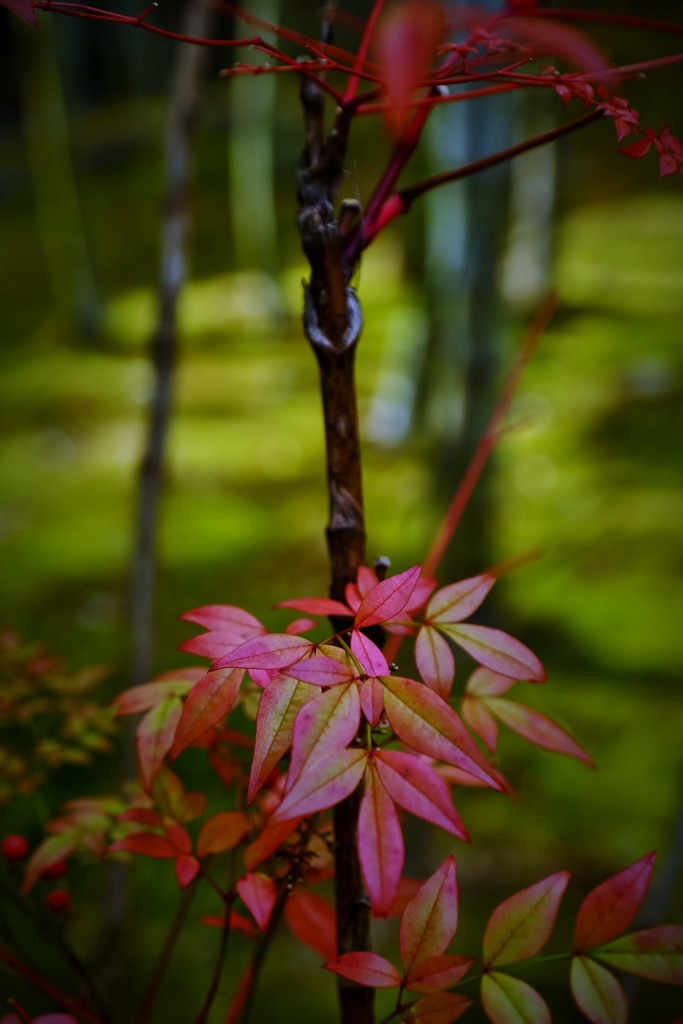 苔庭背景