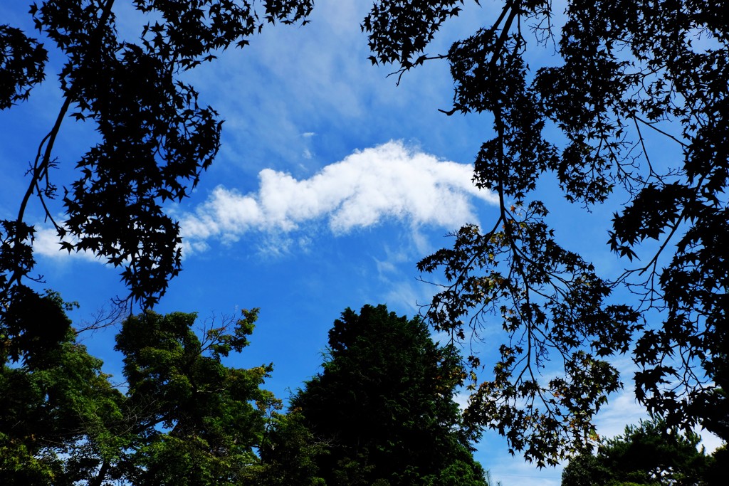 葉陰の雲