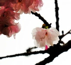 ’１８桜