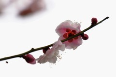色っぽい梅後姿