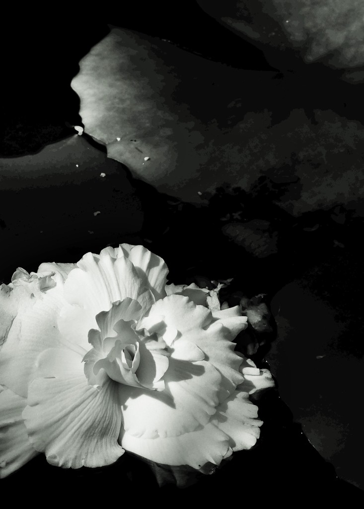 浮花