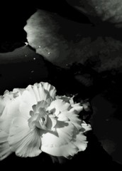 浮花