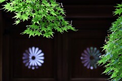 菊紋