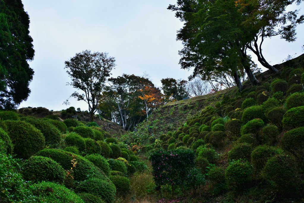 植え込み垣