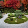 紅葉背景