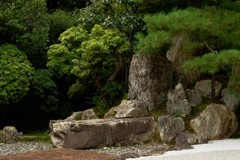 岩に松