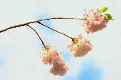 ’１８桜