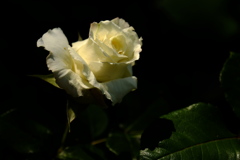 白薔薇