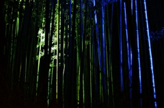 竹林