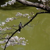 桜に鳥