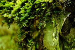 苔水