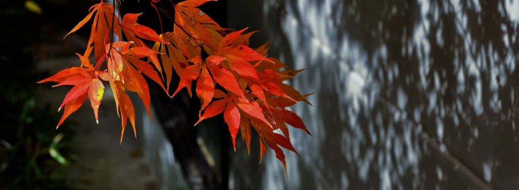 紅葉と影