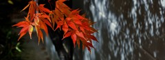 紅葉と影