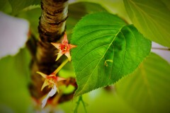 落花後の★